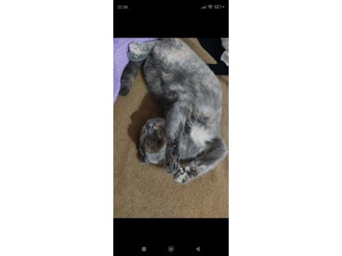 Scottish fold dişi kedimiz