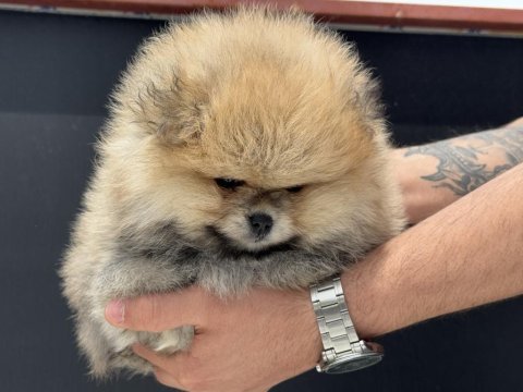 Petmode köpek çiftliğinde pomeranian boo yavrular