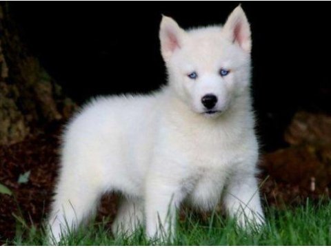 Egzotik renk seçenekleri ile husky