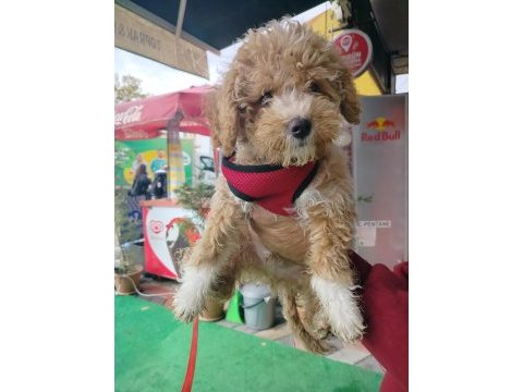 2 aylık maltipoo