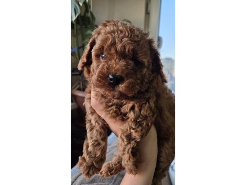Poodle yakışıklımız