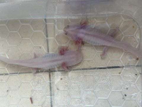 Axolotl semender 17-18 cm