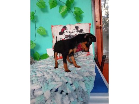 Pinscher minyatür