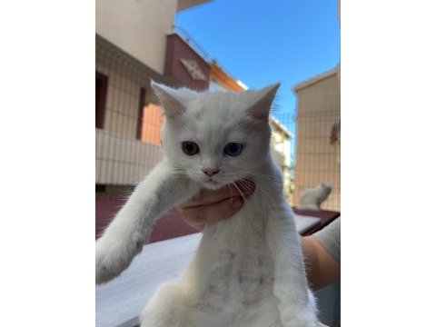 Van british shorthair karmasi 2 aylık dişi