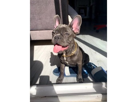 1 yaşında blue dişi french bulldog sahiplendirilecek