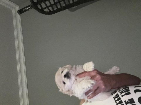 Pamuk pekinez köpekler