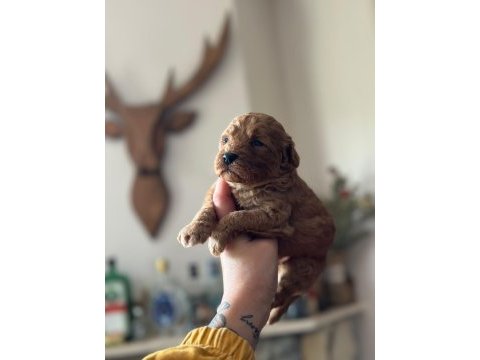 Irk garantili toy poodle bebekler