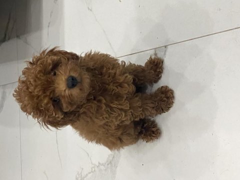 Güzellik abidesi toy poodle yavrumuz