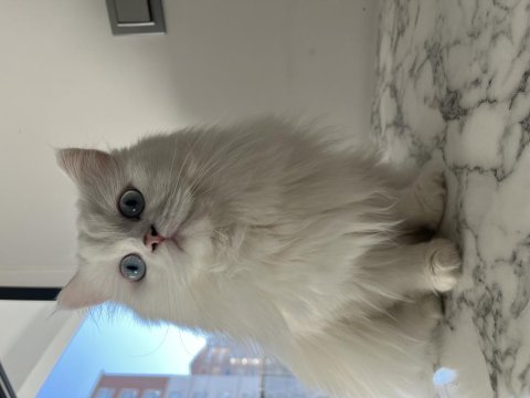 Biricik british longhair kızımıza yeni yuva arıyoruz