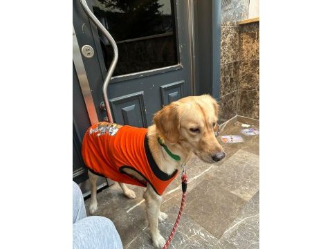 Bu tatlı golden retriever kıza yuva arıyoruz