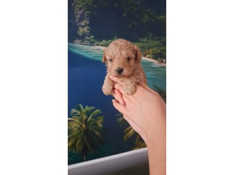 Sevimli maltipoo