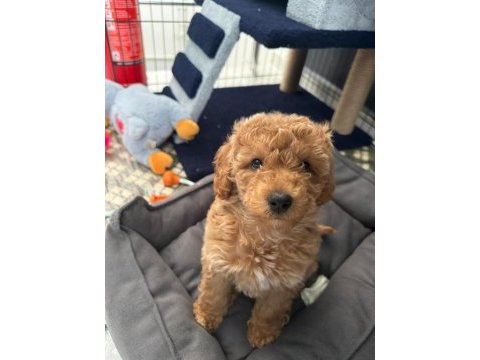 Poodle yavru 2.5 aylık