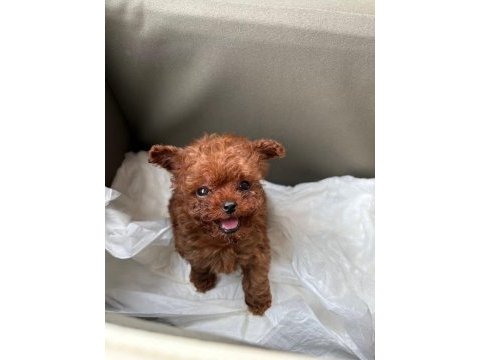 Teacup poodle yavru köpekler