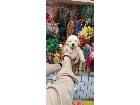Baby face golden retriever bebekler