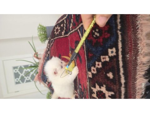 Erkek golden point british longhair