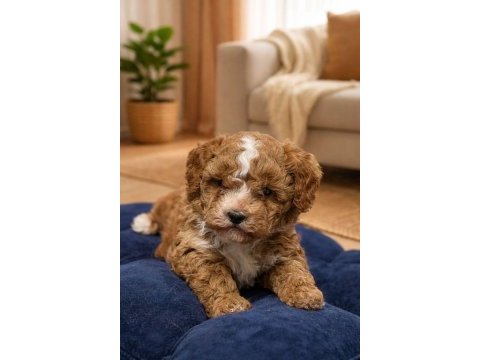 Maltipoo dişi erkek