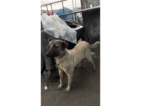 Kangal kırması köpeğimiz