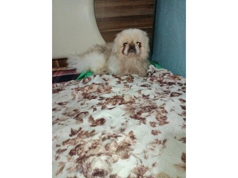 Nadir renk terrier