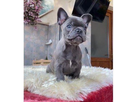 Egzotik blue french bulldog yavrularım rezerveye açık