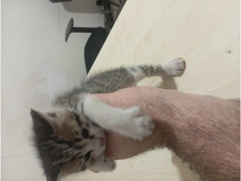 Yavru anneleri 2 ay boyunca emzirdi 4 adet yavru kedi