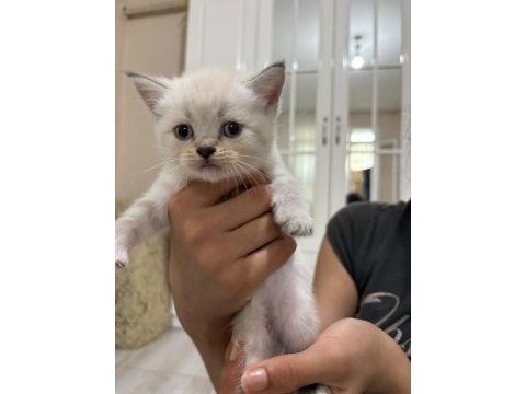 British shorthair kediler