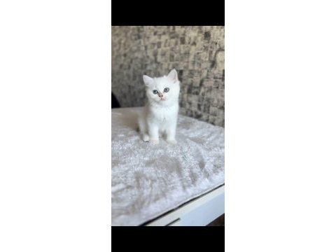 British shorthair dişi kedim