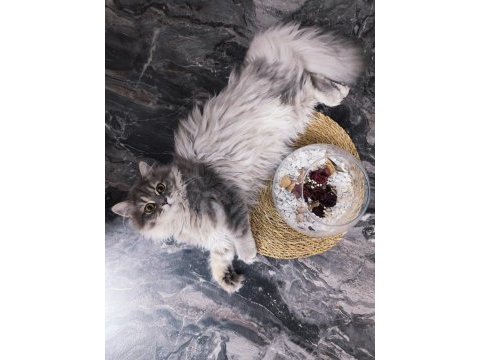 7 aylık british longhair dişi kedimiz