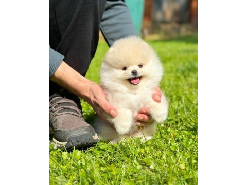 Pomeranian mini boy