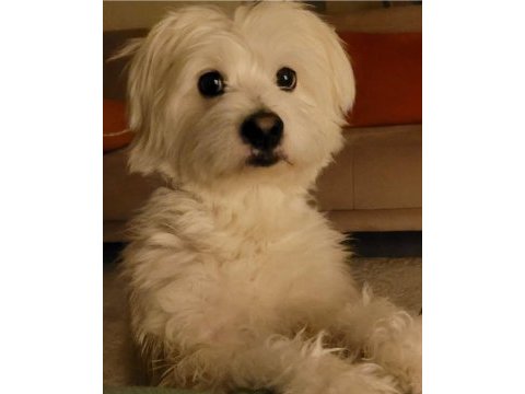 Tatlı maltipoo yavrular