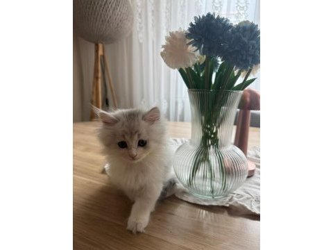 British longhair 3 aylık