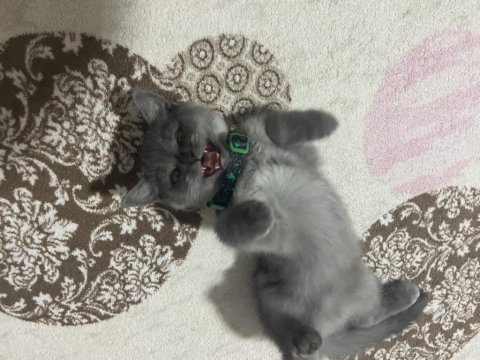 9 aylık eğitimli sahibinden british shorthair