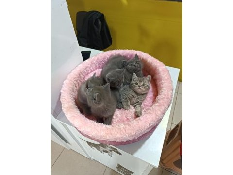 Biblo gibi british shorthair kediler