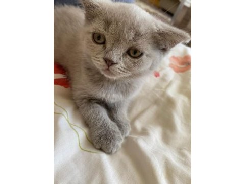 Gri british shorthair