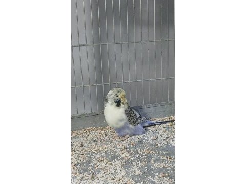 Show jumbo parçalı resesif muhabbet kuşu
