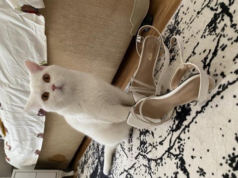 British shorthair kedimize yuva arıyoruz dişi beyaz