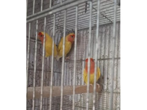 Sevda ve cennet papağanı takım