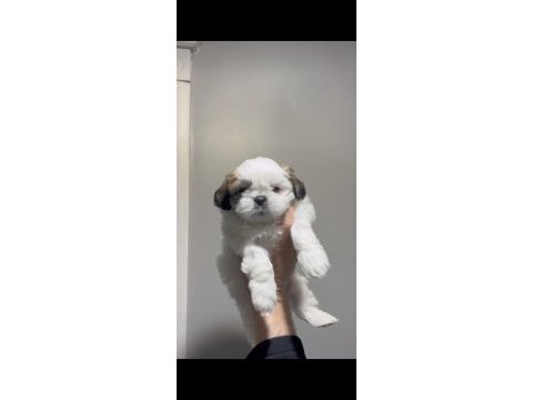 Muhteşem kaliteli shih tzu yavrularımız