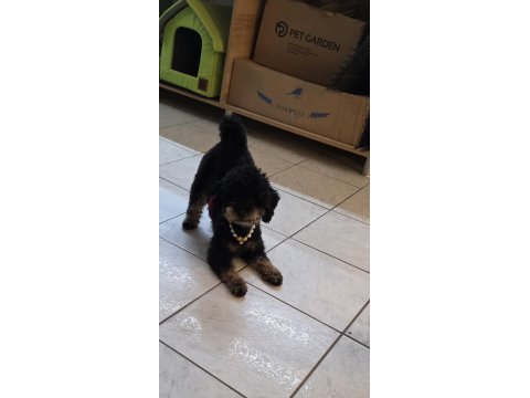 Çok özel toy poodle kızımız