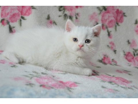 British shorthair yavruları