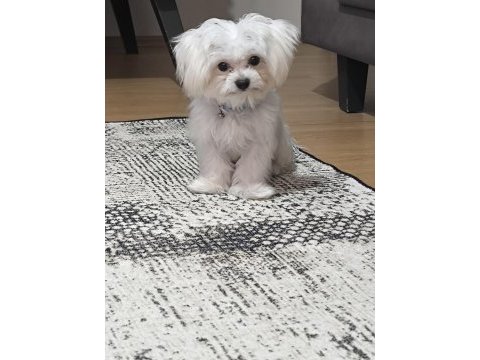 Sadece 1100 gram maltese