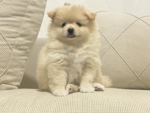 2 aylık dişi erkek pomeranian boo