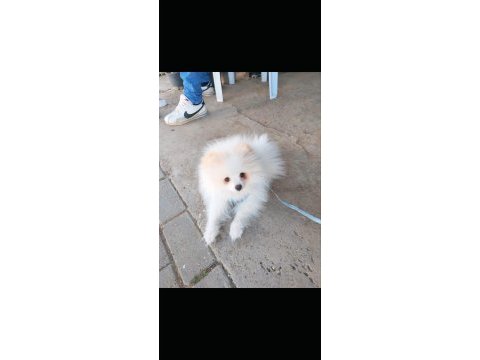 Pomeranian boo köpeğimiz