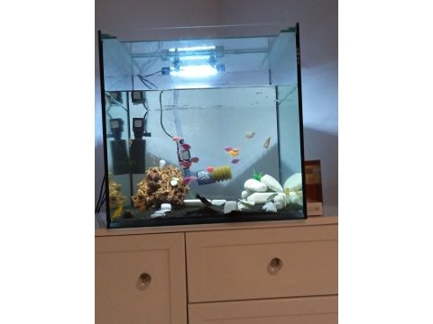 50 5050 ye küp akvaryum herhangi bi sorunu yok