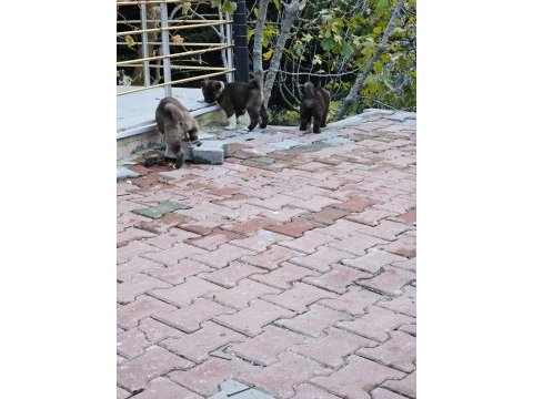 Amerikan akita köpeği