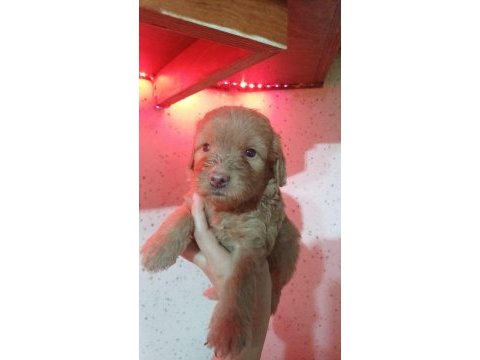 Toy poodle yavrular
