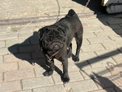 Siyah erkek pug yogi