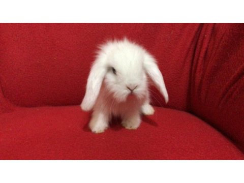 Üst kalite hollanda teddy lop tavşanlar gönderim var