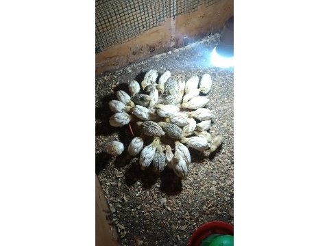 Texas bıldırcın yavru anaç ve döllü yumurta