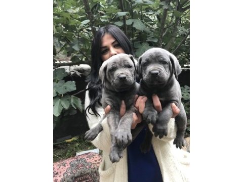 Blue safkan cane corso yavrularım