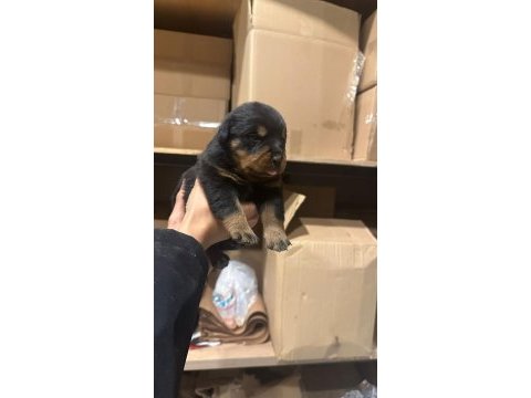 Rottweiler yavru köpekler